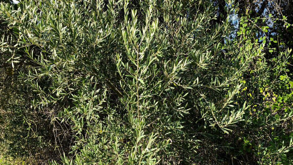 Nahaufnahme eines griechischen Olivenbaums mit wenigen Olivenertrag an den Esten