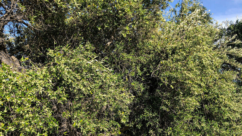 Griechischer Olivenbaum mit wenigen Olivenertrag an den Esten